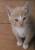 котята в добрые и заботливые руки