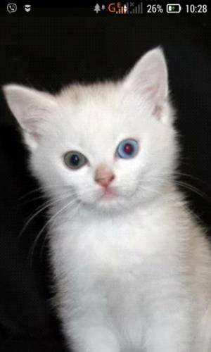 котята чисто белые