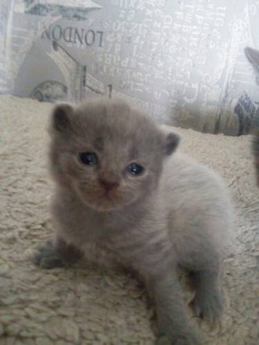 Продам британских котят