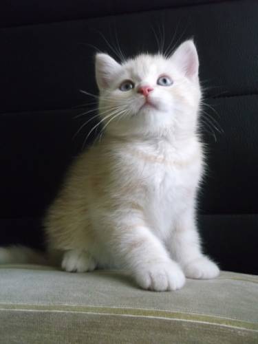Продам котика сибирский