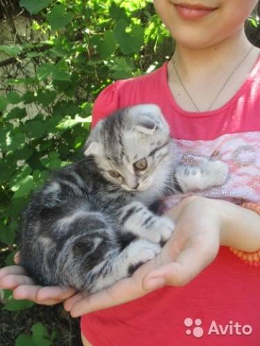 шотландские игривые котята