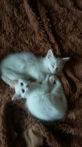 Отдам котят ,бесплатно