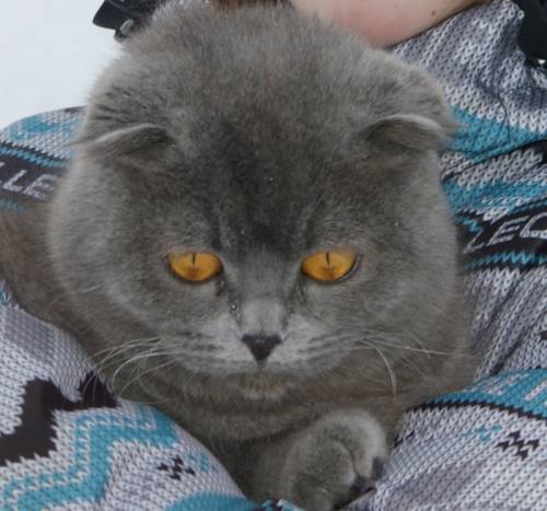 Котята на любой вкус