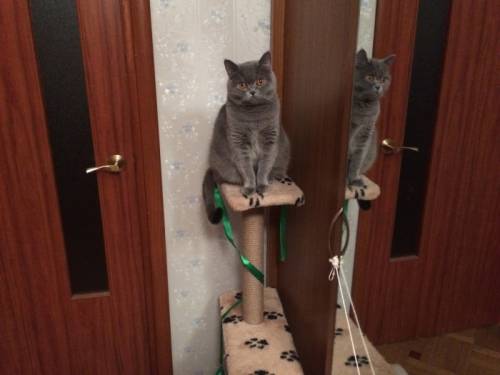 отдам в хорошие руки