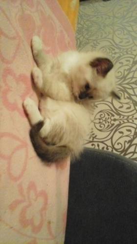 котята