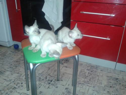 продам ориентальных котят