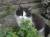 котята ищут дом