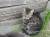 котята ищут дом