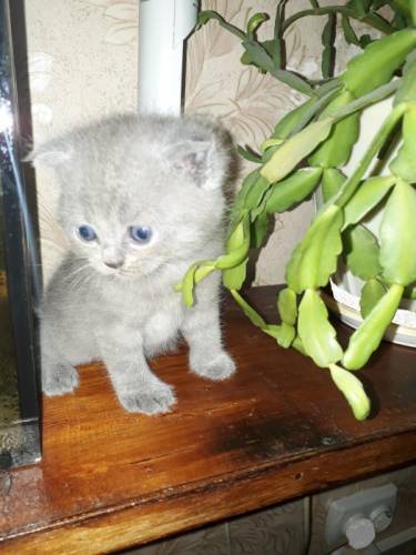 Продаю котят скоттиш-фолд и скоттиш-страйт. Родились 17.05.2017 г., 