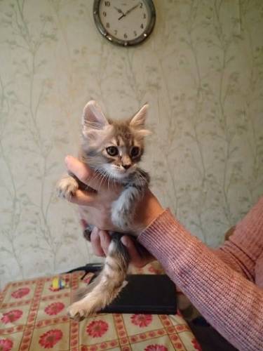 отдаются в добрые руки котята