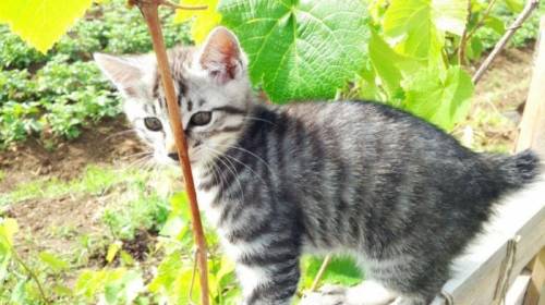 Продам котят курильских бобтейлов