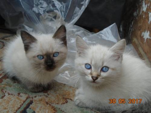 Отдам породистых котят