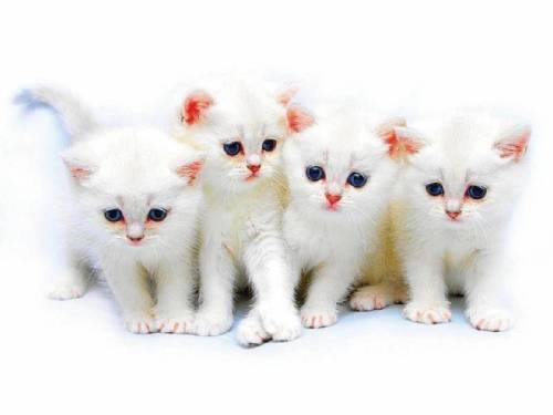 Котята британцы короткошерстные