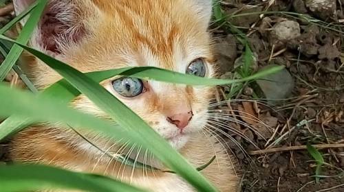 Отдам рыжего котенка