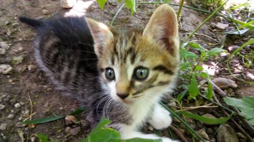 Отдам симпатичного котенка