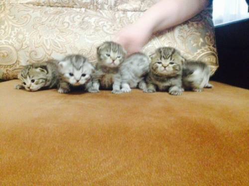 Продам Шотландских Котят