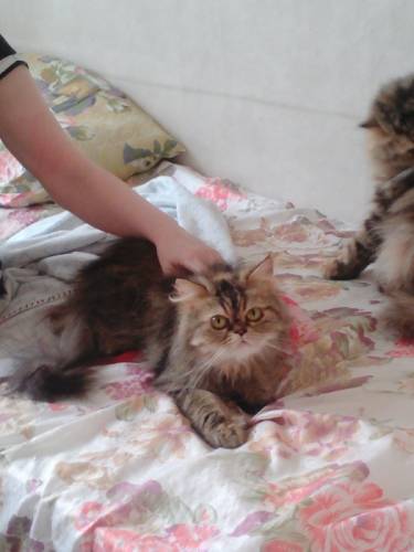 Отдам кошку в хорошие руки