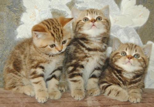 Продажа котят девочки и мальчики