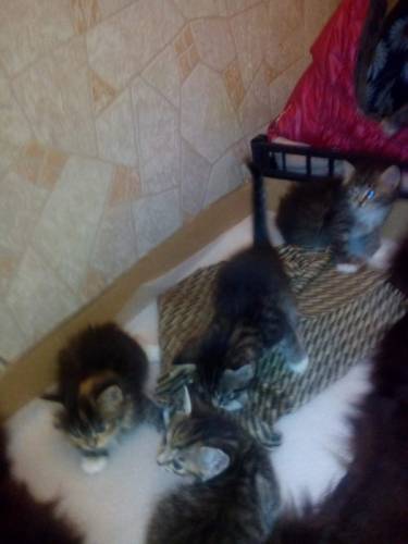 отдам котят 1 месяц