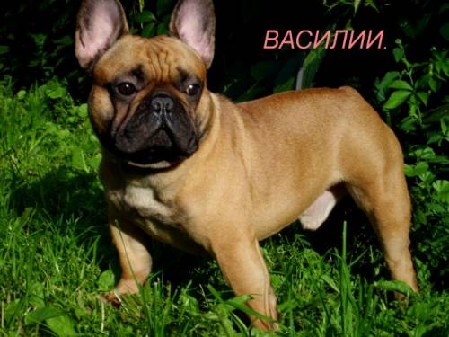  Вязка ! Два кобеля француза ,ждут  невест..