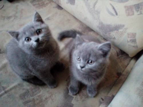 Шотландские котята. Страйты