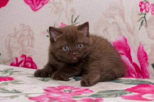 Продам шотландских котят 