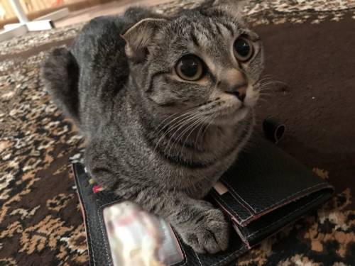 Отдам в хорошие руки кошечку , добрая ласковая,очень дружелюбная,игривая,будет г