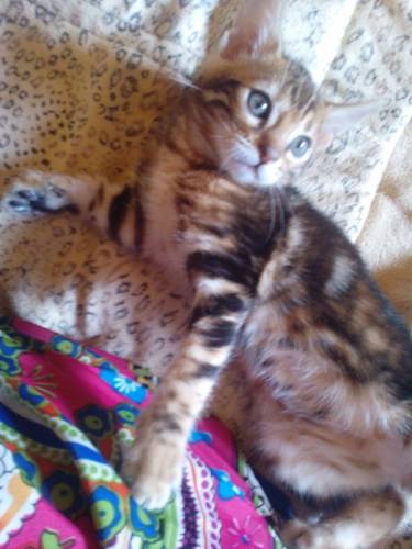 Котята Бенгальские Ручные