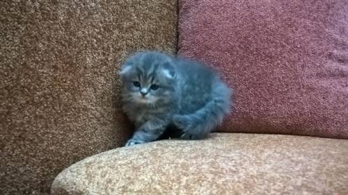 продаются шотландские котята