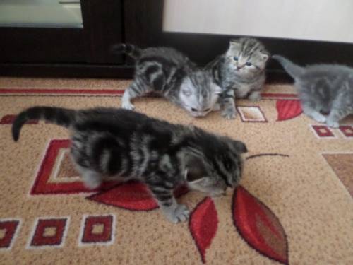 шотландские котята