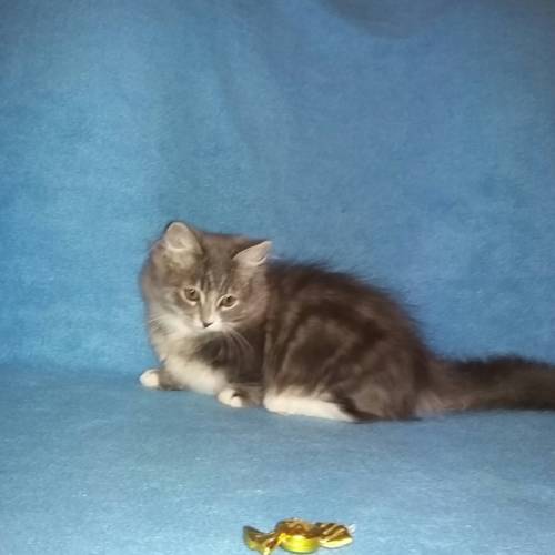 котята манчкины
