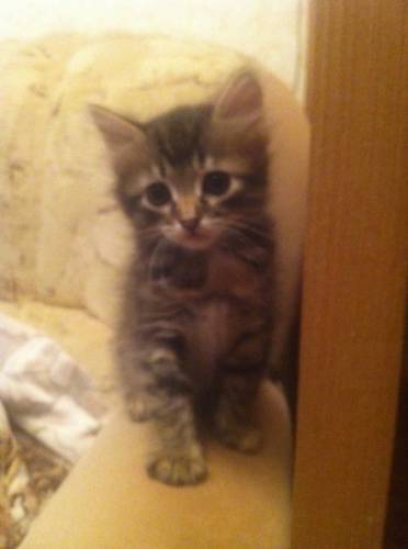 Отдам милых котят 