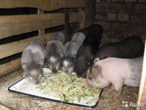 Хрячки вьетнамской вислобрюхой породы