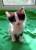 Котята ищут дом