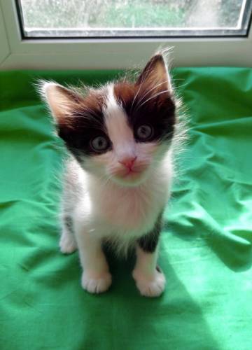 Котята ищут дом