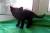 Котята ищут дом
