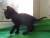 Котята ищут дом