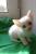 Котята ищут дом