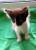 Котята ищут дом