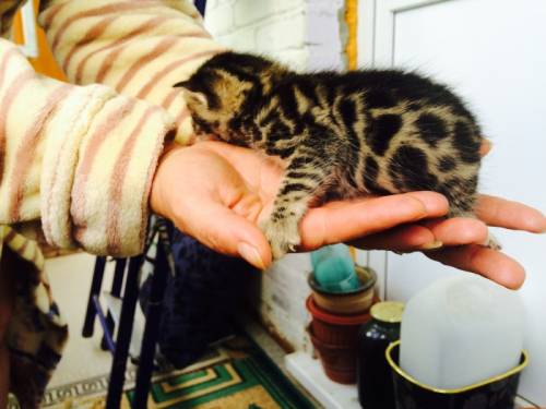 Котята бенгалы маленькие леопарды