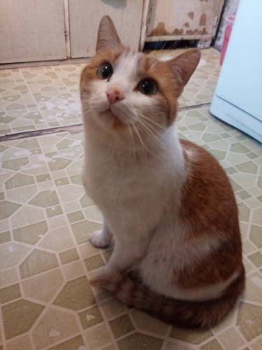 Отдам кота в хорошие руки