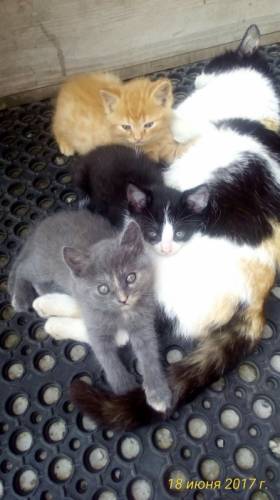 Котят в хорошие руки
