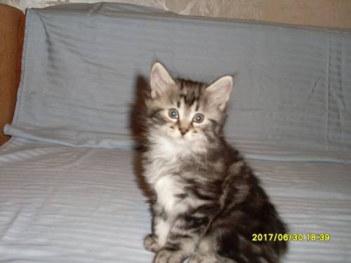 Котята породы курильский бобтейл