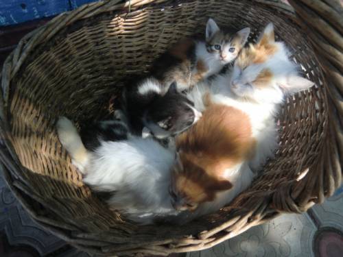 Котята в добрые руки!