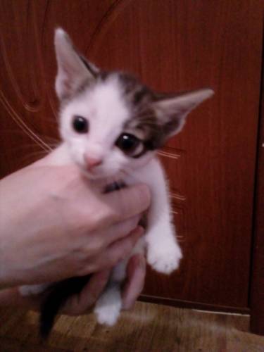 отдам котят в хорошие руки
