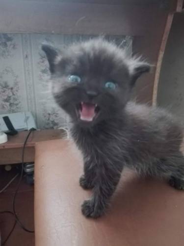 Отдам котяток в добрые руки
