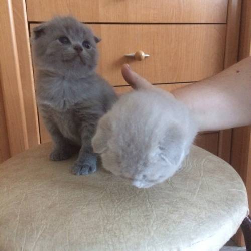 шотландские плюшевые кошечки