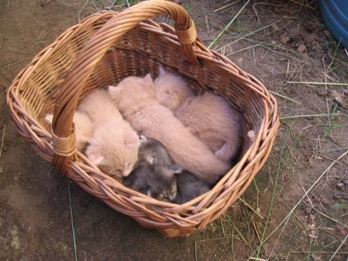1 месячные котята