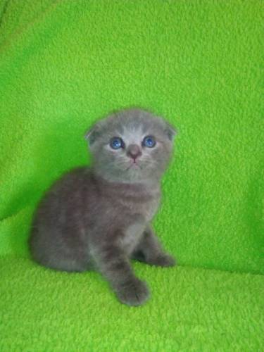 Продам шотландских котят