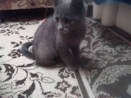 Котенок “британской“ кошки
